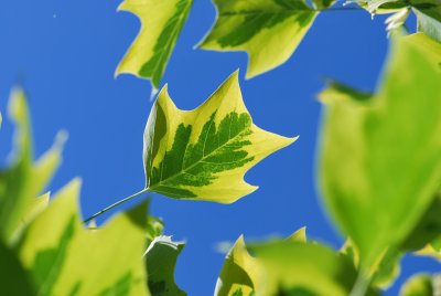 Liriodendron tulipifera 'Aureomarginatum' - liliovník tulipánokvětý - list